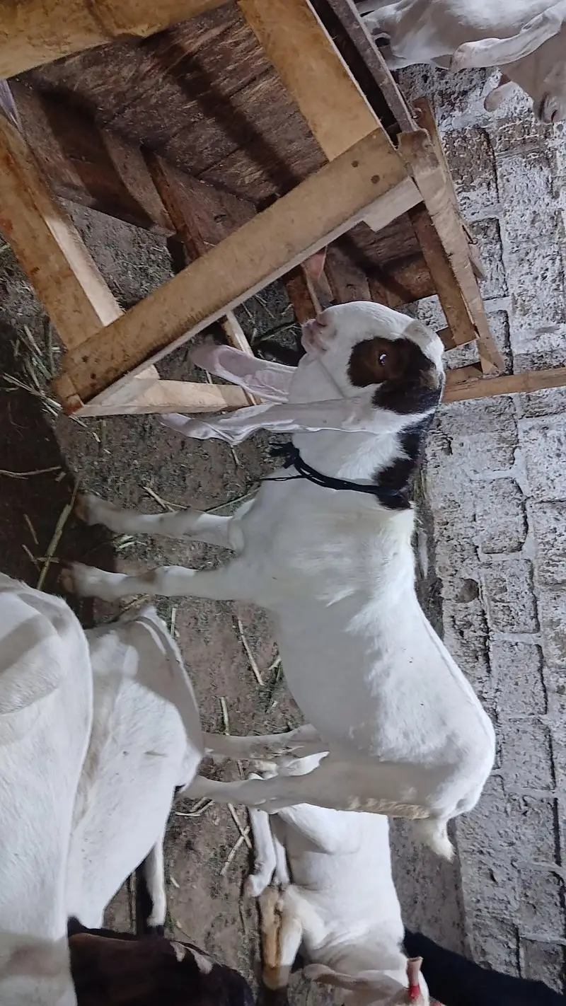 PURE GULABI BREEDER BAKRA — photo 7