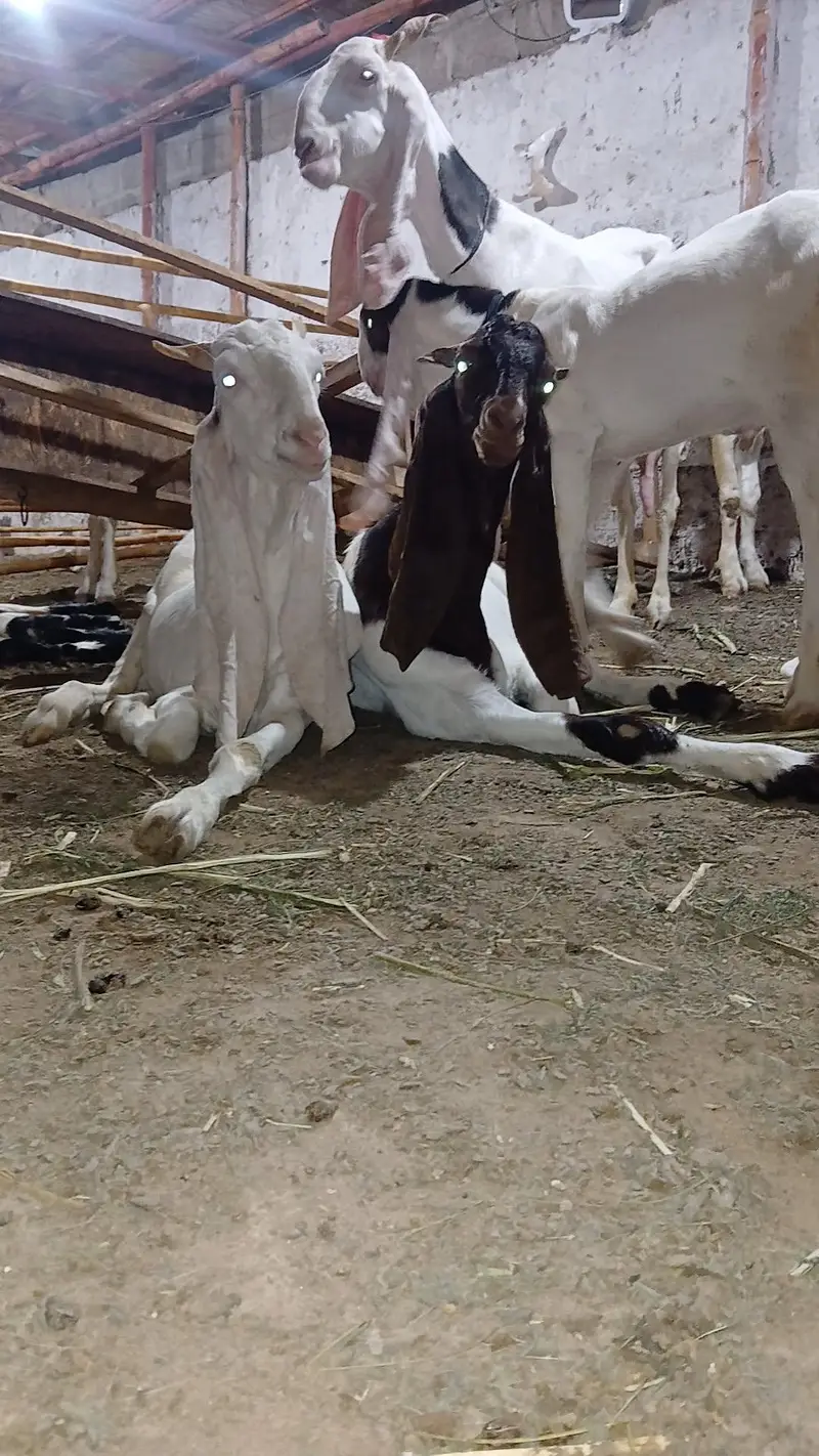 PURE GULABI BREEDER BAKRA — photo 8