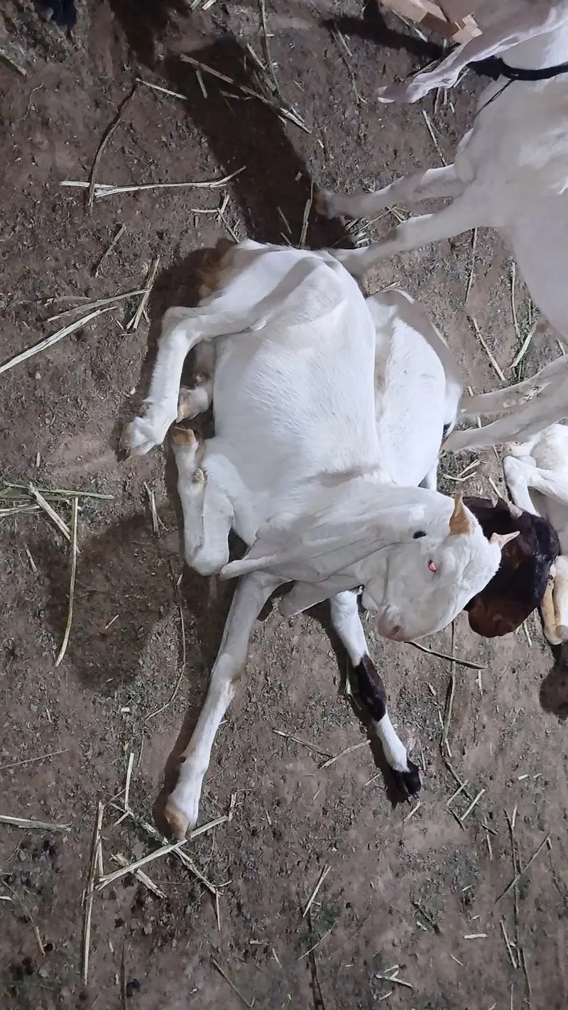 PURE GULABI BREEDER BAKRA — photo 9