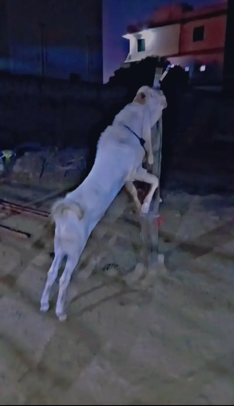 PURE GULABI BREEDER BAKRA — photo 10