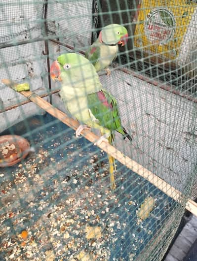 Rao parrot fully breeding pair