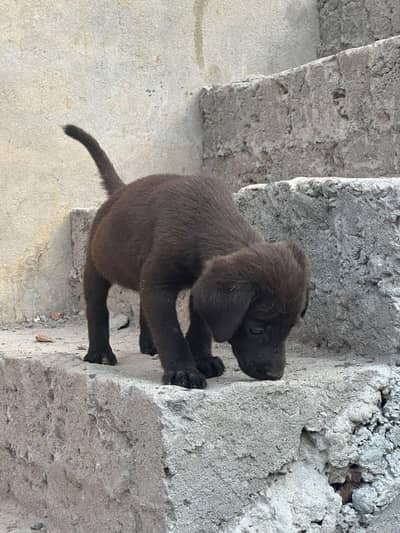 British Labrador pappy's