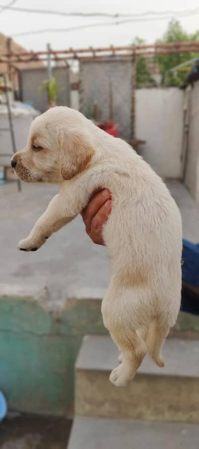British Labrador pappy's