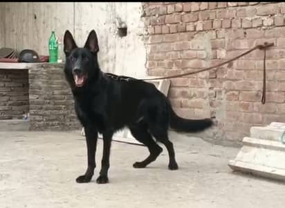 Black Garmen Shefat Pink pedigree Male