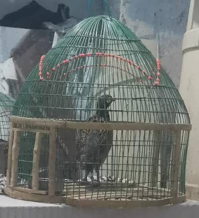 Male available