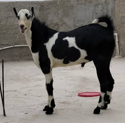 ablack bakra