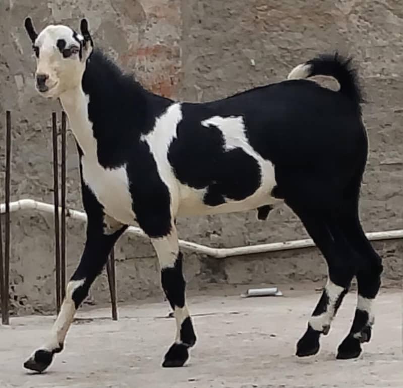 ablack bakra 1