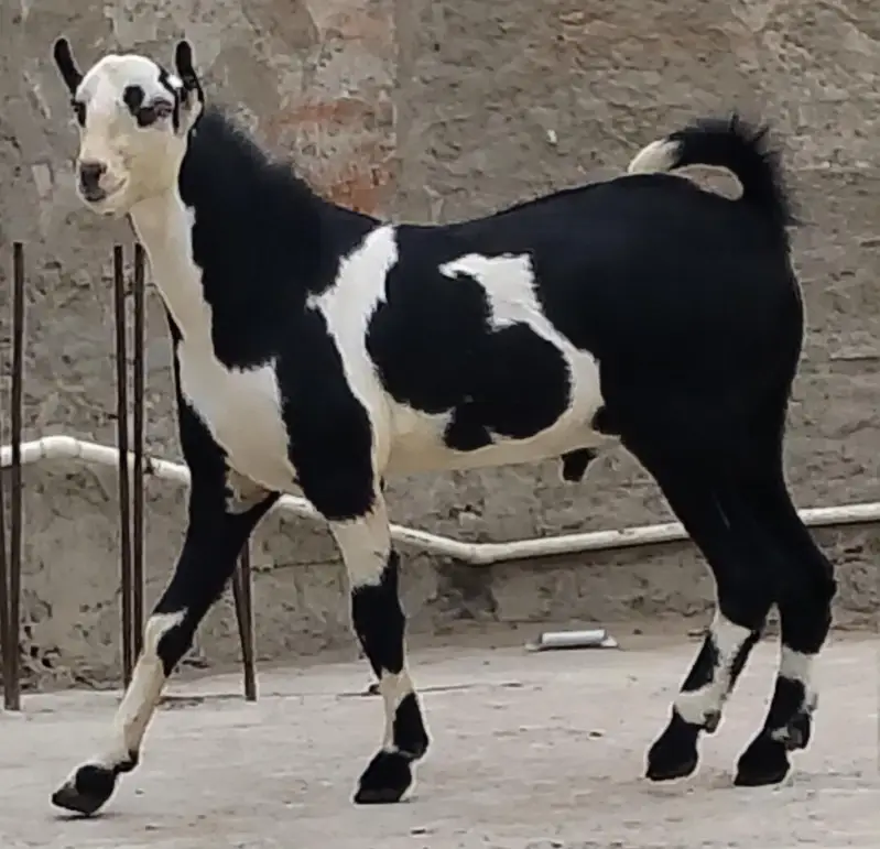 ablack bakra — photo 2