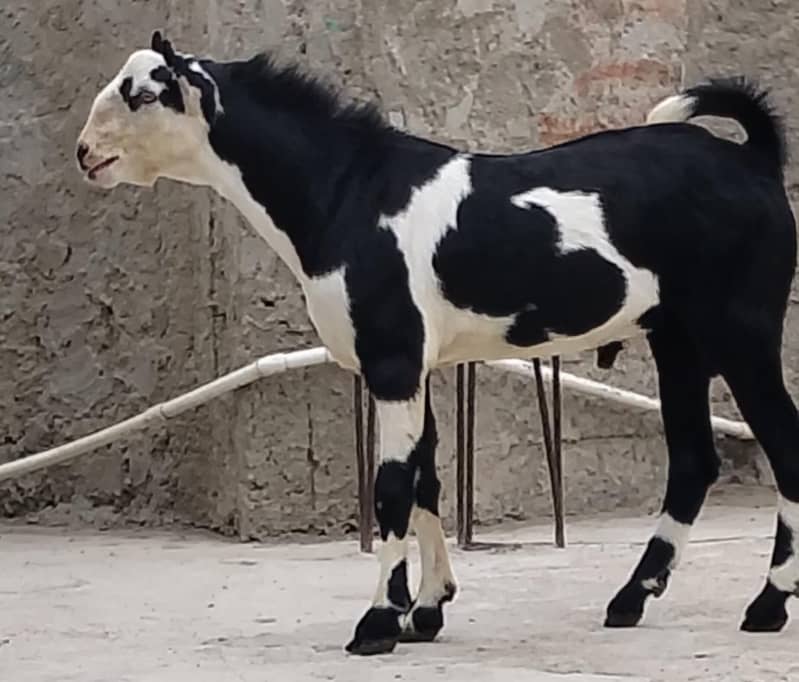 ablack bakra 2
