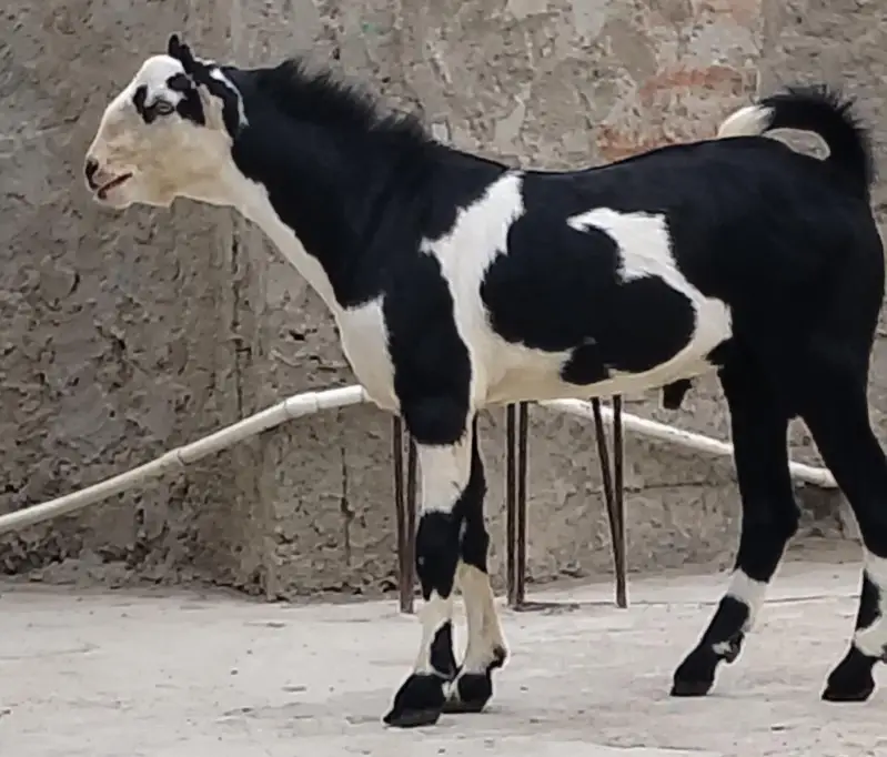 ablack bakra — photo 3