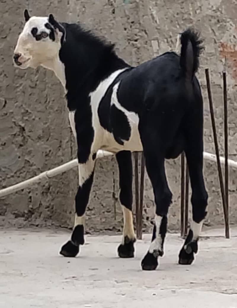 ablack bakra 3