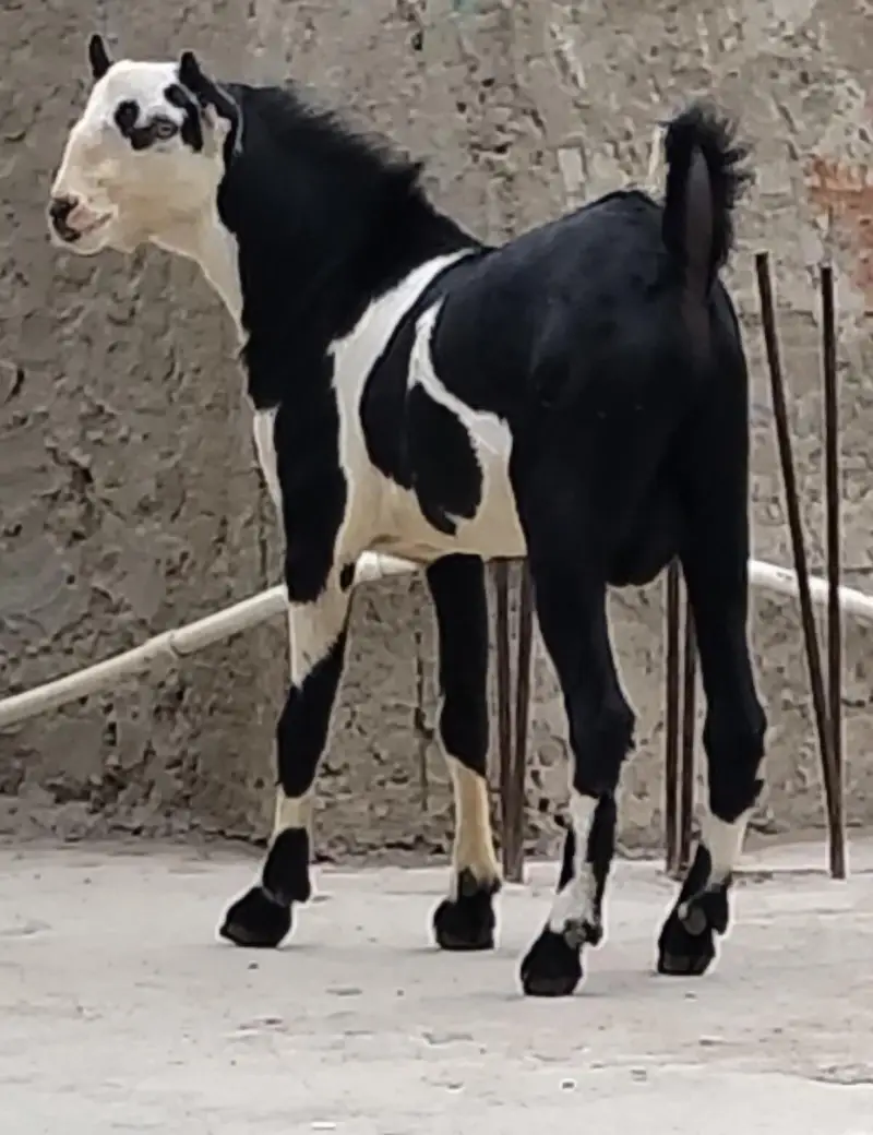 ablack bakra — photo 4