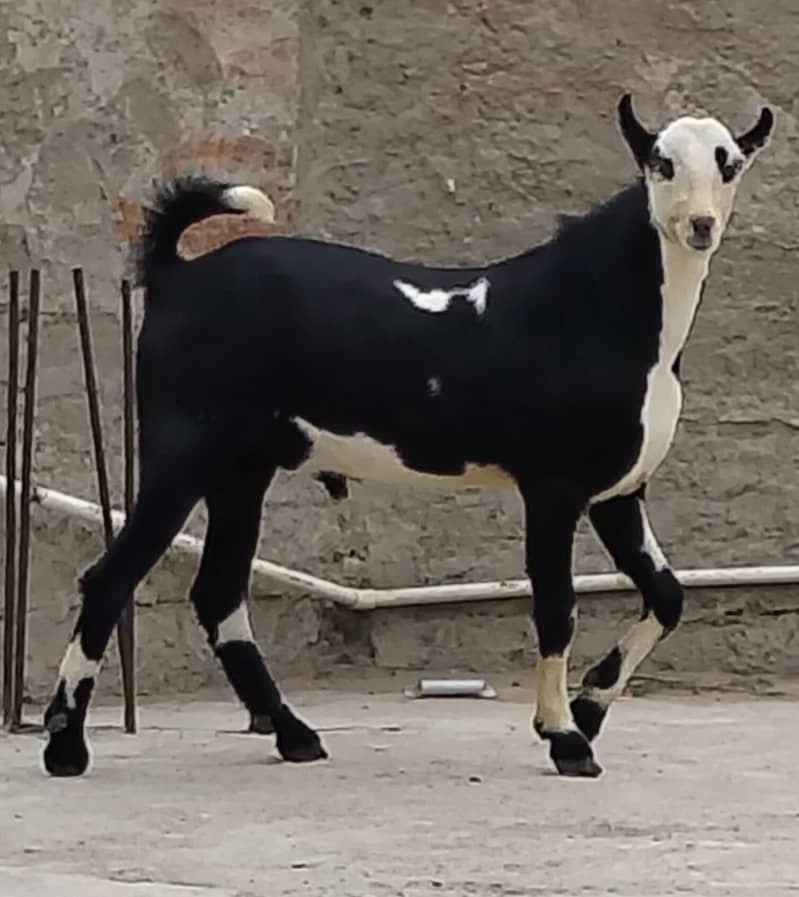 ablack bakra 4