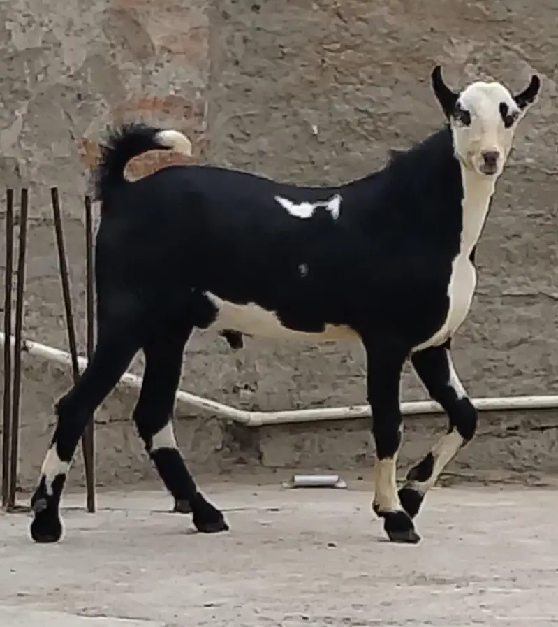 ablack bakra — photo 5