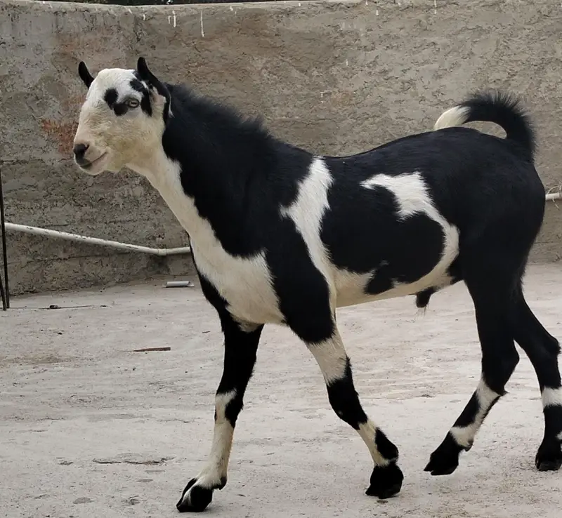 ablack bakra — photo 6