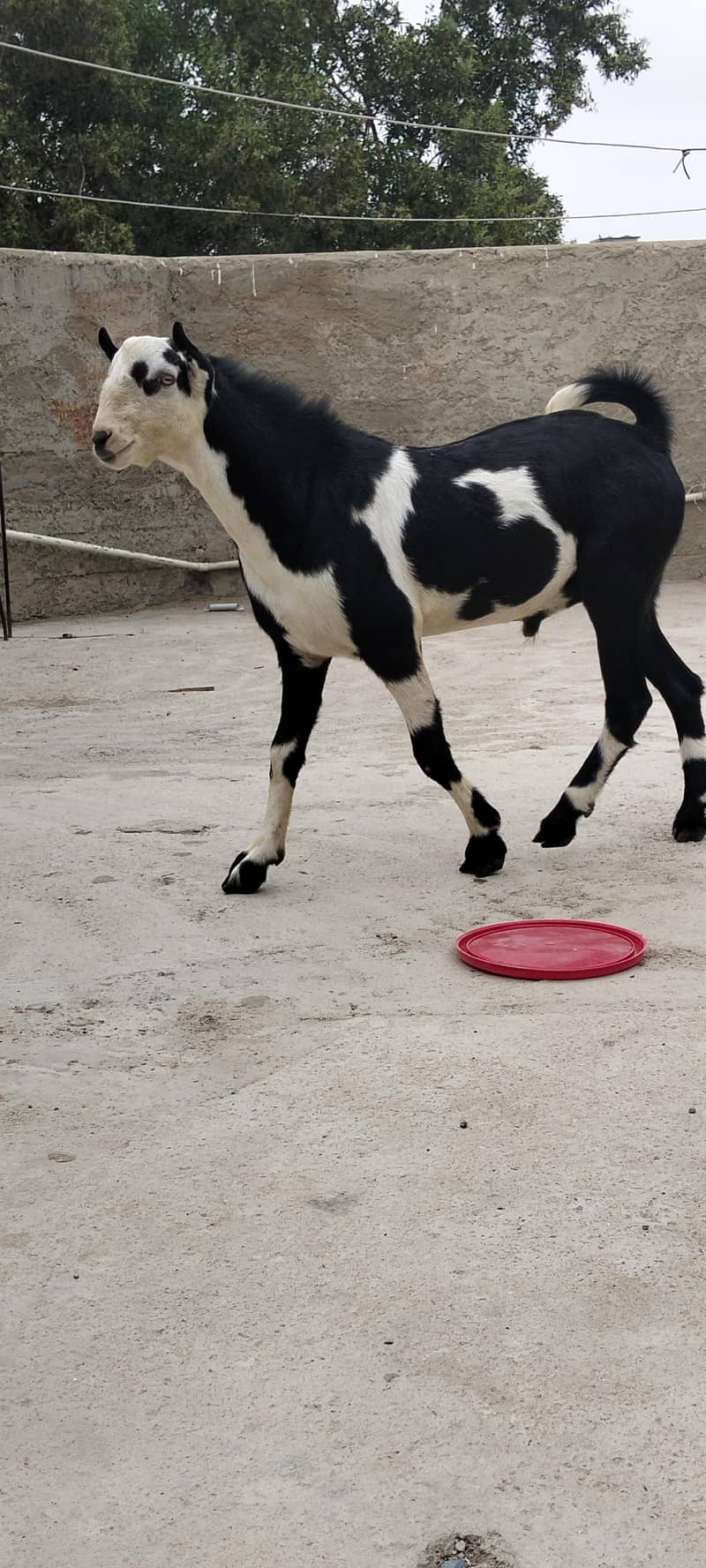 ablack bakra 6