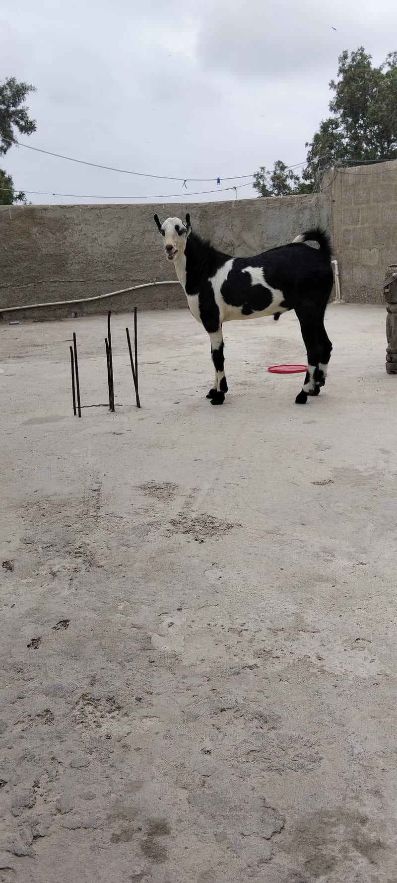 ablack bakra 9