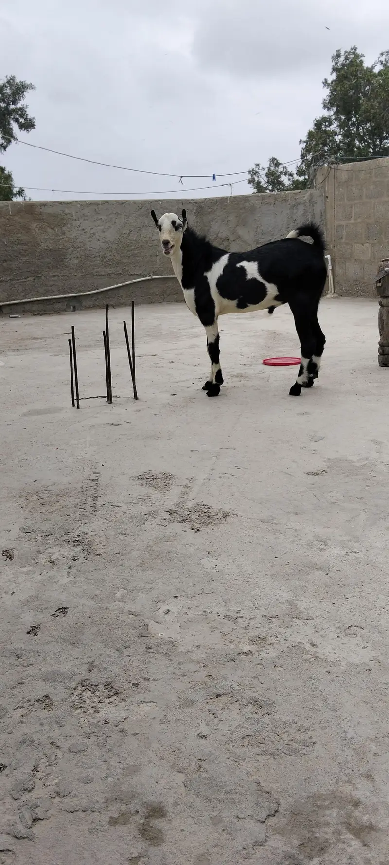 ablack bakra — photo 10