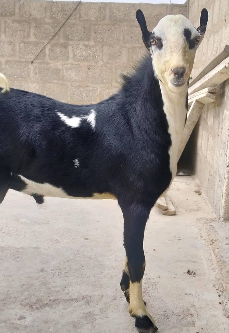 ablack bakra 10