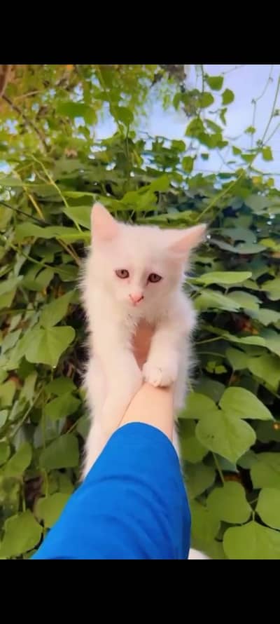 kittens, persian kittens,white kittens