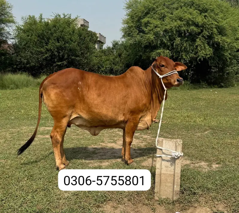 ساہیوال گائے برائے فروخت (Sahiwal cow for sale)