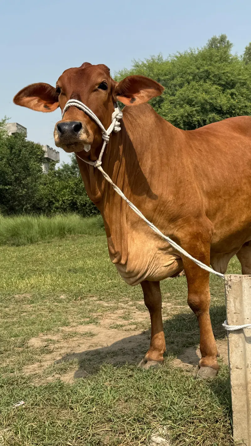 ساہیوال گائے برائے فروخت (Sahiwal cow for sale) — photo 2