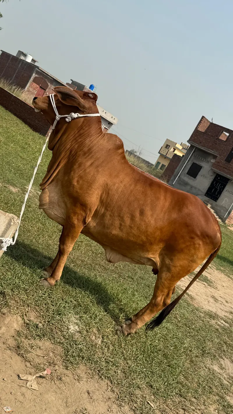 ساہیوال گائے برائے فروخت (Sahiwal cow for sale) — photo 3