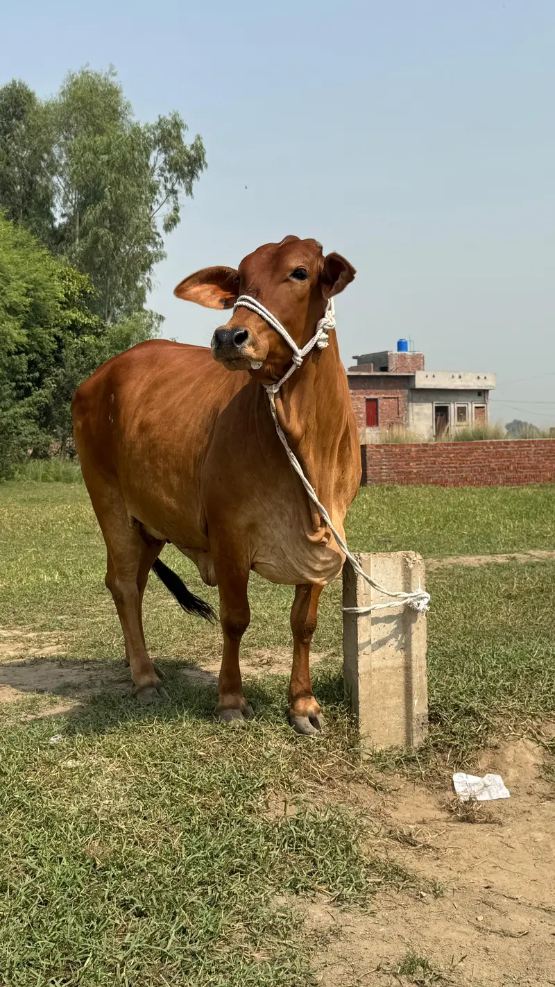 ساہیوال گائے برائے فروخت (Sahiwal cow for sale) — photo 4