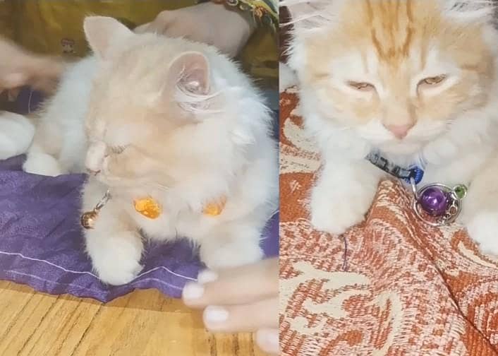 ہمارے پاس بلی اور بلہ دونو ہے پنجرے کے ساتھ ملیں گی 0