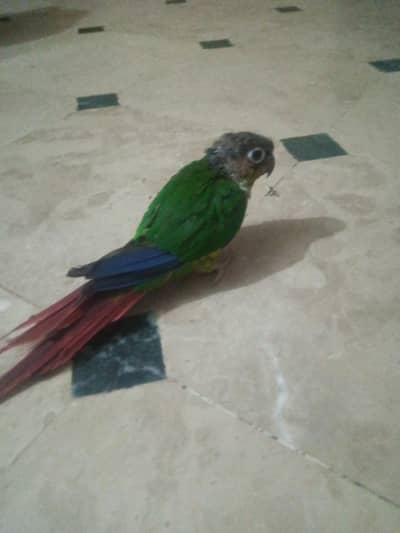 Green chick conure 0 bite wings tream full team