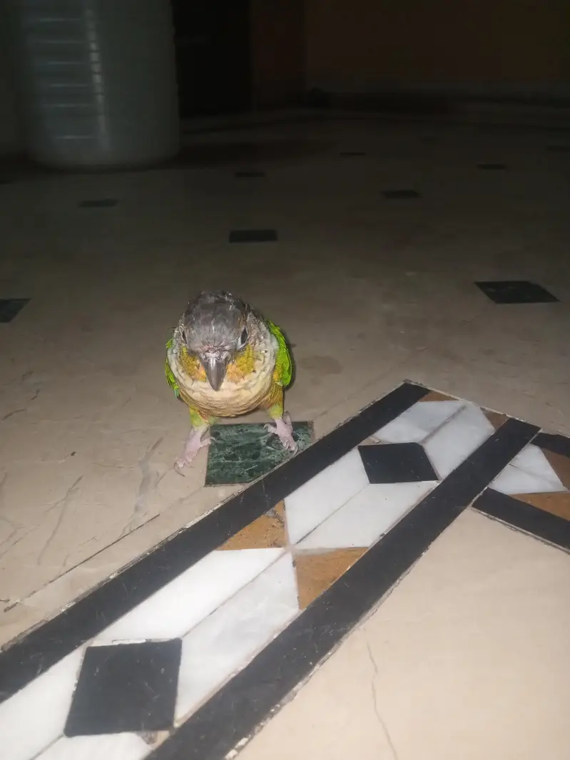 Green chick conure 0 bite wings tream full team — photo 2