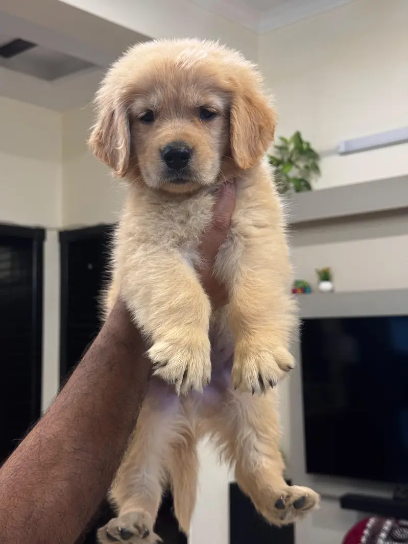 golden retriever Pedigree pups