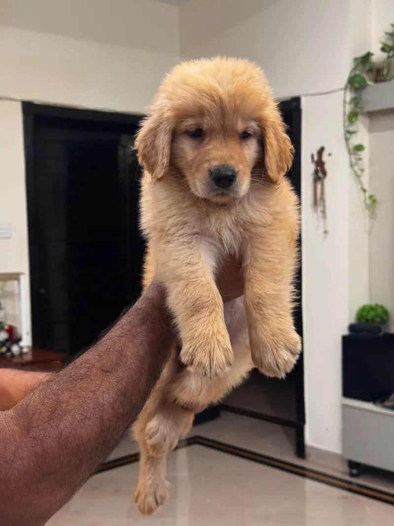 golden retriever Pedigree pups — photo 2