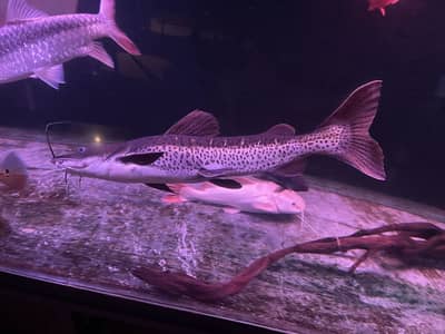 True Monster fish for sale
