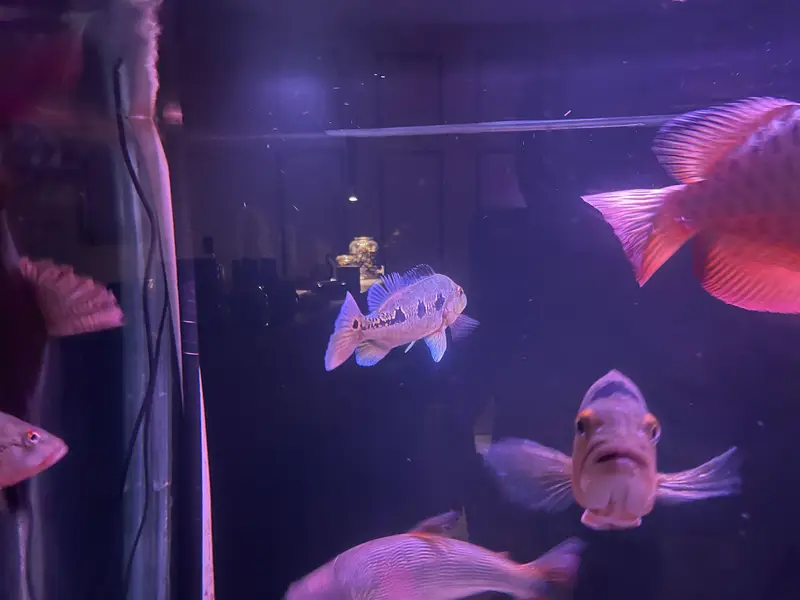 True Monster fish for sale — photo 2