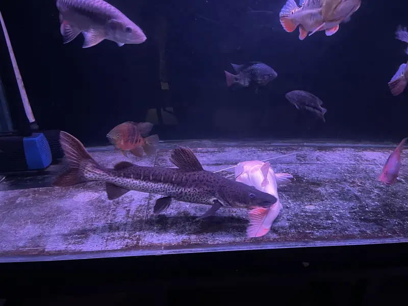 True Monster fish for sale — photo 3