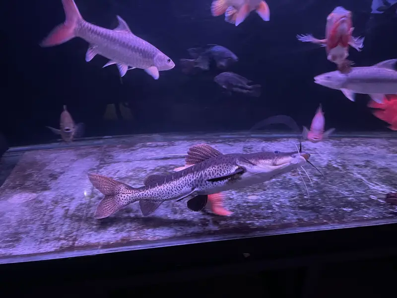True Monster fish for sale — photo 4