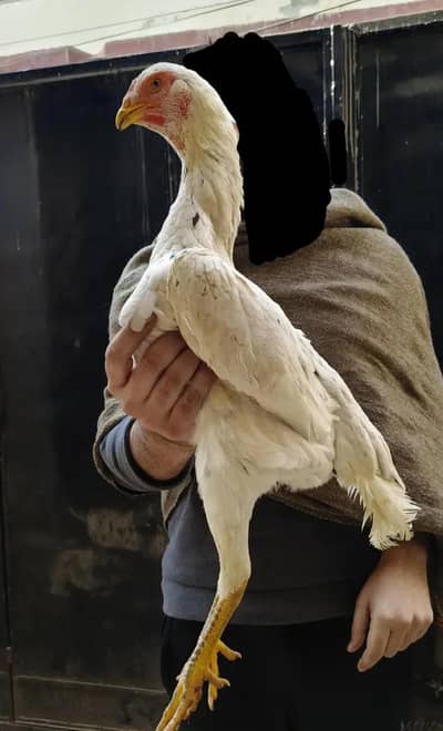 100% orignal Japanese O-shamo.