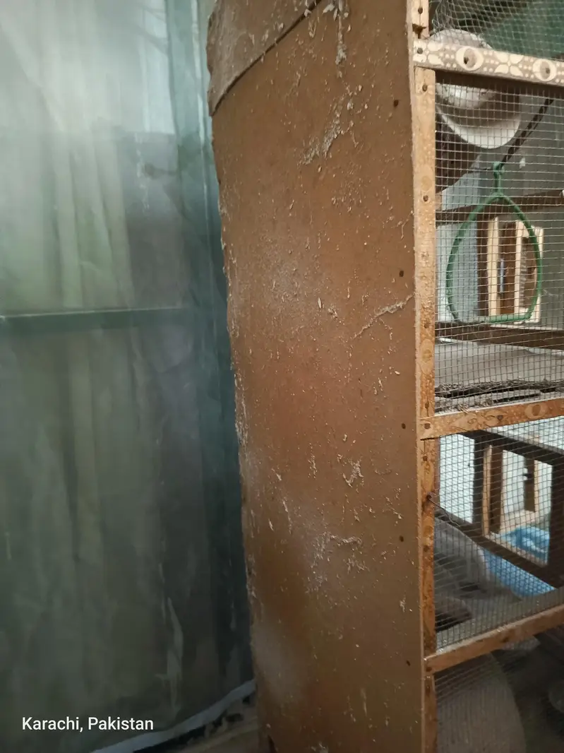 Birds Cage 3 Doors — photo 4