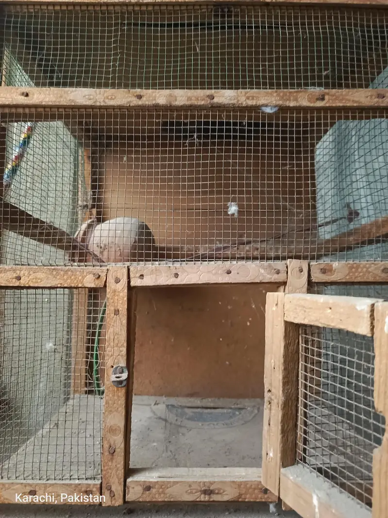 Birds Cage 3 Doors — photo 5