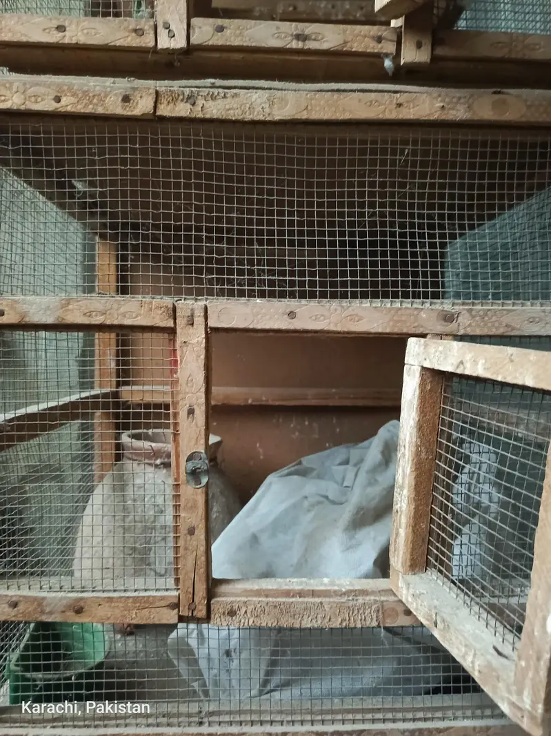 Birds Cage 3 Doors — photo 6