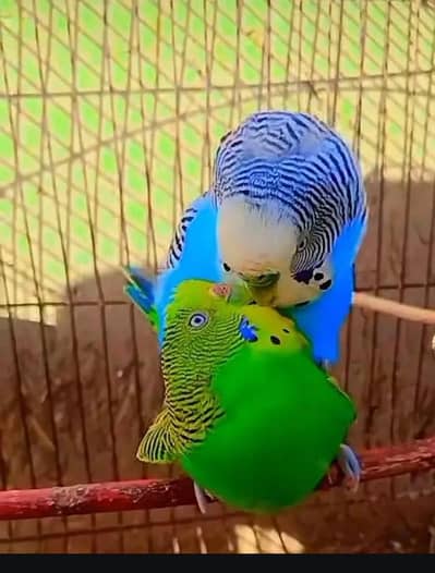 budges parrot for sale