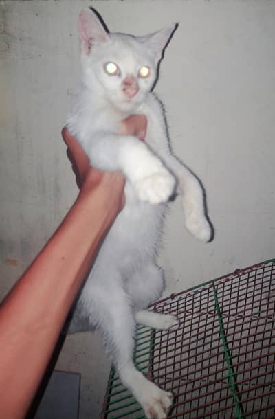 . my cat baby so cute Iss ko koi masla nahi ha na ya benar ha