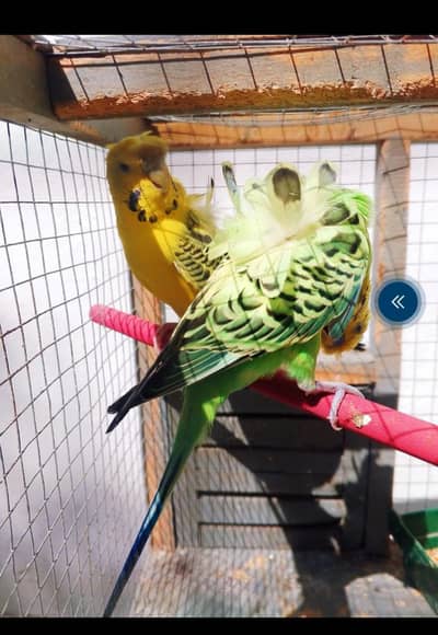 healthy active birds is available for sale