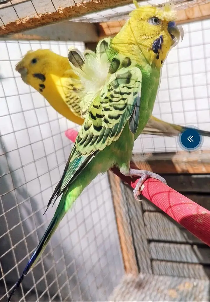 healthy active birds is available for sale — photo 2