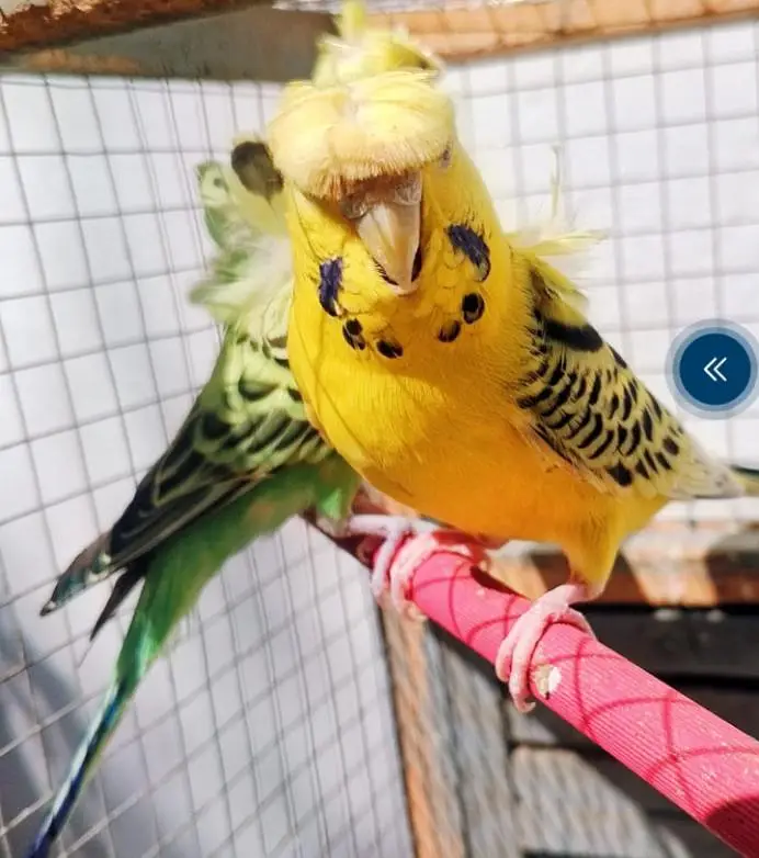 healthy active birds is available for sale — photo 3