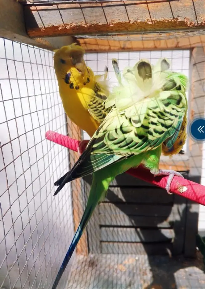healthy active birds is available for sale — photo 4
