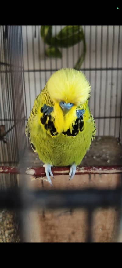 Exhibition Budgies For Sale