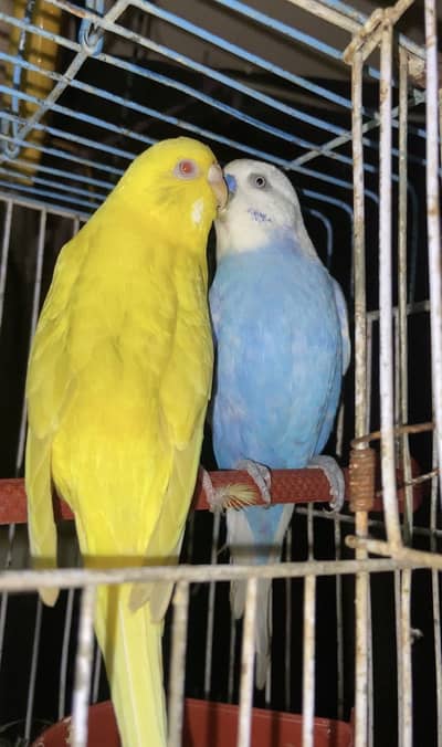 King budgi breader pair near to egg lay