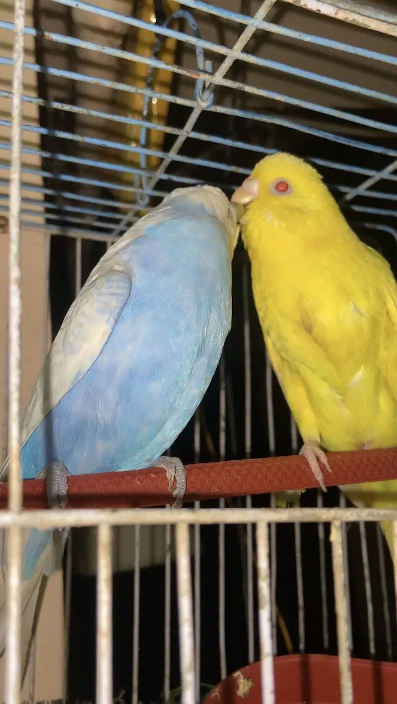 King budgi breader pair near to egg lay — photo 2